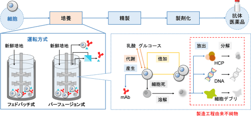 バイオ医薬品のプロセス設計をデジタル化 ―培養工程の バイオ医薬品のプロセス設計をデジタル化 ―培養工程の