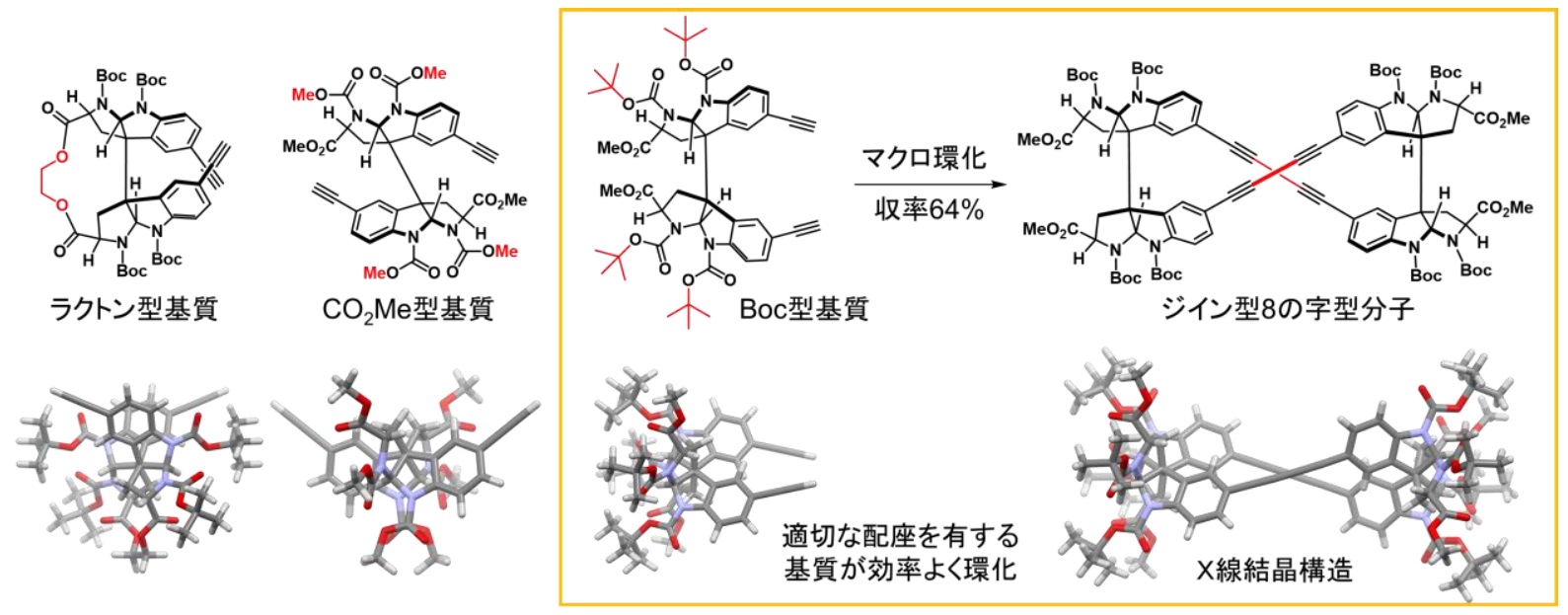 天然物を利用した円偏光発光分子の新規合成法 ―2量体骨格の配座