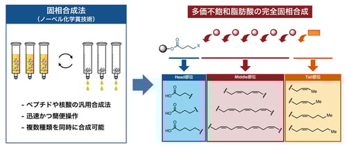 オメガ3脂肪酸などの迅速精密合成法の開発と 新しい抗炎症性脂肪酸の発見～ペプチドのように効率的・精密に多価不飽和脂肪酸を合成し、機能性脂肪酸を発見～