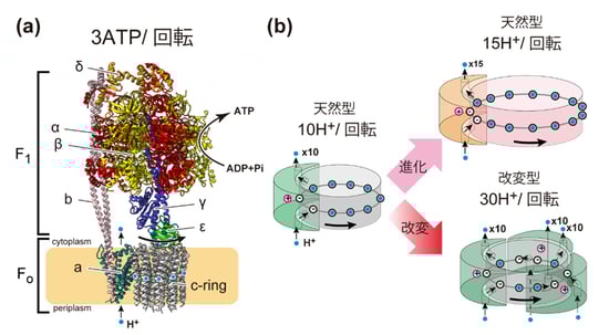fig1