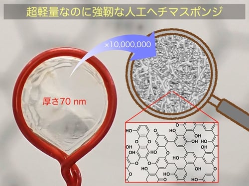 省資源・環境低負荷：超軽量だが強靭な人工ヘチマスポンジ～水に電圧をかけると生じる電荷の偏りを利用する一段階グリーン合成～