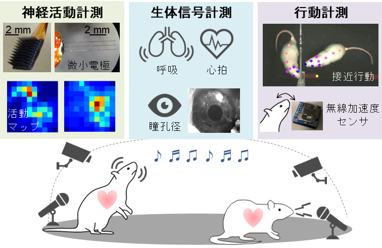 Shiramatsu-research-jp