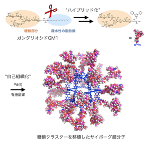 20150517_fujita_sato.png