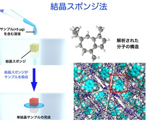 inokuma_20150410_2.jpg