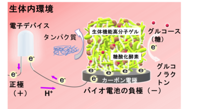 東京大学工学部 受賞 表彰等 バイオエンジニアリング専攻 高井まどか教授らが高分子学会においてパブリシティ賞を受賞されました